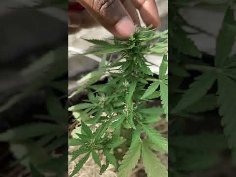 Northern Light Auto Full Flowering Cannabis