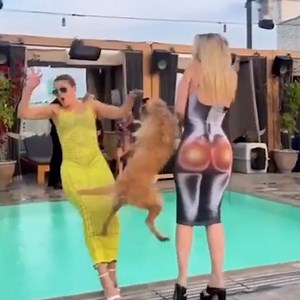 Here's me commentary on When Animals Fight Back (Vol. 12) 🎙 | Ozzy Man Reviews