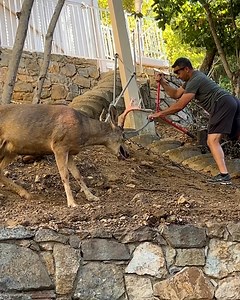 Man Rescues Buck Tangled in Chain | Animal Lovers