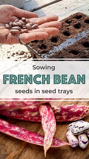 15 reactions | Sowing French Beans Sowing dates  Mid April for...