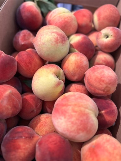 Let’s make peach peel jelly! 🍑 Here’s what you need…4 cups peach peels, pits and scraps 5 cups water 1.75 ounces pectin 4 cups sugar Add peach scraps and water to a large pot and bring to a boil. Simmer for 10 minutes and then strain. Return to pot and stir in pectin. Bring to a boil and stir in the sugar. Return to a full rolling boil for 90 seconds. Skim the foam and ladle into jars. Water bath process for 10 minutes to make it shelf stable for 12 months. #biggsfarm #homemade #scrapcooking #u