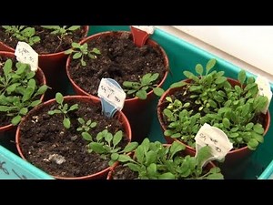 Argentina creates drought-resistant gene for crops