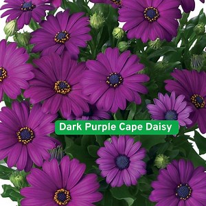 200 Dark Purple Cape Daisy Seeds, Osteospermum, Drought-tolerant, Long Blooming Flowers - Etsy