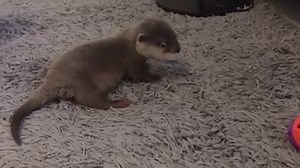 68K views · 6K reactions | Baby Otter plays with his toys Credit: https://www.instagram.com/carteltheotter/?hl=en | Otter | Facebook