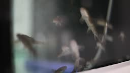 Garra Rufa is a small species of cyprinid fish used for spa treatment...