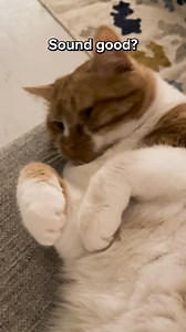 71K views | Did you know: 95% of cat parents see incredible health changes after switching to KatKin? 樂 From less mess in the litter tray to improved appetite and softer, thicker fur. Because our real meat recipes help cats thrive. No compromises. Sign up today + get 20% off your two-week trial box of fresh cat food. | The Cat Nutritionist | Facebook