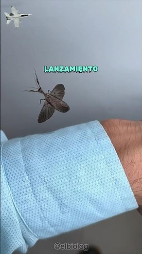 His First Flight 🥹 Praying Mantis 🪽🪽🪽