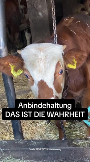 Herr Minister, wie siehts eigentlich mit dem Tierschutz aus 👀🫸🏻🐮 Bitte helft mit, dieses Leid zu stoppen. Eine Stimme für die Tiere 💚 @kuehe_ohne_ketten