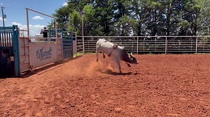 Rafter C Cattle on Reels | Facebook