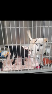 4K views · 112 reactions | Duo Jack and Hercules need help from a...