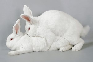 Complete Guide On Breeding A New Zealand White Rabbit