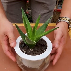 Growing Aloe Vera Plants Effectively at Home | Great DIY Idea