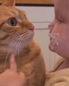 712K views · 10K reactions | No meow meow we're friends now ♥️ | Ｉｄｉｏｔｉｃ | Facebook