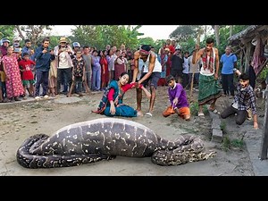 Anaconda Snake Attack Boys In Forest | An Anaconda Snake Attack Brief Story 23