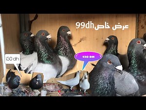 حمام برومسيون خيالي شي حاجة د السما و غير ب ٩٩درهم