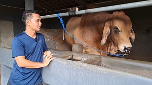 124K views · 1.5K reactions | Sapi Raksasa Unik RED BRAHMAN Setia Farm  #sapi #cow #bull #viralreelsシ #pengikut #unik | Oki zuhudin page | Facebook
