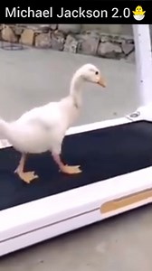 Moonwalk sein Vater 😅🐣😂 Bei der App Chattyco gibt es Grußvideos für Gebrustage/Hochzeiten/Freunde und Familien checkt es ab, Schreibt einfach Amduck/Amjad dann findet ihr mich 🙏🏽 | Amjad