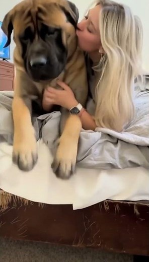 Saint Bernard's Hilarious Humping Moment You Won’t Believe! 😲 #shorts #dogshorts #funnydogvideo