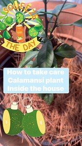 18 reactions · 13 comments | How to take care Calamansi / Calamondin plant inside the house #calamansi | Pana Derya Pinoy | Facebook