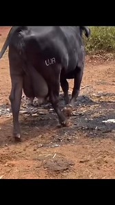 4.9K views · 187 reactions | PURO  | Nelson Clara | Facebook