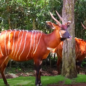 The antelopes are already a rare sight, now they are nearly gone extinct. In order to rescue the species, the Mount Kenya Wildlife Conservancy started a breeding program in 2004. Successfully: A herd of 18 has grown to almost 80. | DW Environment