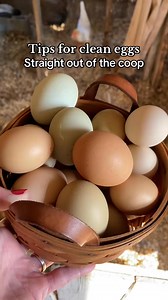 Tips for collecting clean eggs straight out of the chicken coop🥚🐓 #chickencoop #eggs #chickens #homesteading #raisingchickens #backyardchickens | Gardening With Deea