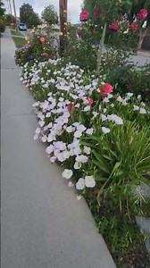 Mexican evening primrose