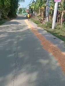 Buhay sa probinsya masisipag na magsasaka nagbilad ng mais para matuyo at mabenta na #Mais Part 5 | Maria Luz Diaz