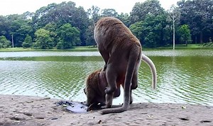 Poor monkey Tara cry - cry loudly can't escape from big heavy monkey mistreat | Animals JoJo Family