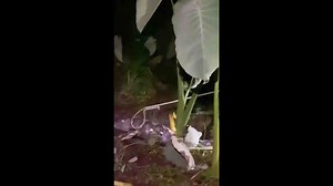 Malaysia rescue team catches 18ft python swallowing calf at backyard