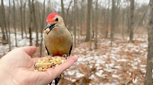 25K views · 2K reactions | A White-breasted Nuthatch, Tufted Titmice, and a male Red-bellied Woodpecker visit the Hand of Snacks. One of the bolder Tufties tries to get the Woodpecker to leave by flying close but the larger bird doesn’t budge. | Jocelyn Anderson Photography | Facebook