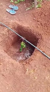 Farmers Knowledge Zone: Factors to consider when choosing drip buttons; 1. Choose drip buttons with a flow rate suitable for your crops. 2. Determine the spacing between drip buttons based on your crops and water needs. 3. Invest in quality button drippers to ensure durability and longevity. To Purchase call: 0732957984 or email: sales@irri-hub.com #dripirrigation #climatesolutions #climatesmartagriculture | Irri-Hub KE | Facebook