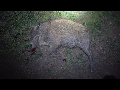 Lov selete - Pard 007 #hunting #wildboar #nightvision