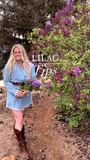 Lilac season is here!💜💜💜✨ Two of the most important steps when growing lilacs: Lilacs are sun lovers and need at least 6 hours of direct light per day in order to flower to their fullest potential. Lilacs that are planted in full shade will be leggy and sparse, with little to no blooms. If you find that your lilac is suddenly shaded due to maturing trees or nearby shrubs, consider having the tree canopies limbed back or thinned out. On reblooming varieties deadheading lilacs after the first w