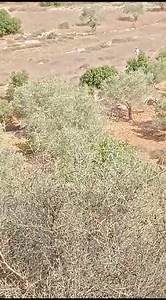 Al-Sawiya - Nablus, October 28, 2023 Terrorist settler gangs carry out a shooting attack on Palestinian farmers during the olive harvest, shooting from a short distance and killing one of the farmers. Bilal Salah, 40 years old, these are murderous gangs, Jewish terrorism armed with weapons distributed by the Netanyahu government. | انتهاكات الاحتلال الاسرائيلي - Israeli Violations | Facebook