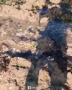 An emotional rescue of a stranded fish! | Anime Pause | Facebook