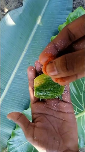 lemu spicy 🥵🤤🤤