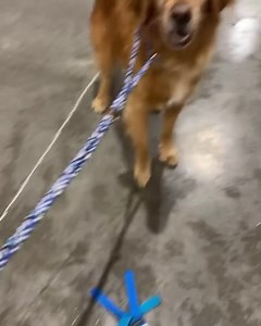 Kota Buckets is READY for his first jump at Nationals!!! 🤩🤩🤩💙💙💙 #teamoga | Our Golden Adventures