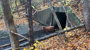 Middletown woman recounts discovery of missing cow leading to its rescue