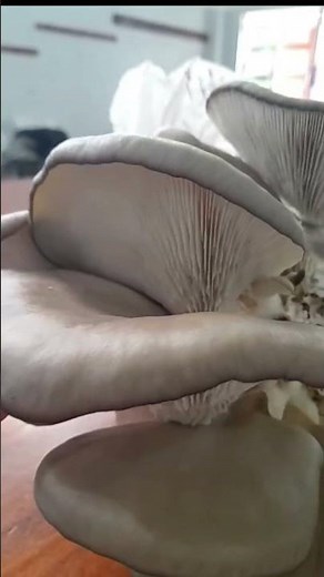 Girgolas, con sustrato alternativo y reciclable