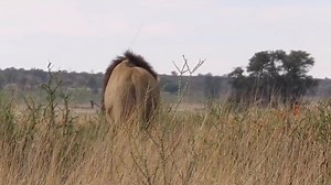 Huge male lion of the Kalahari #AfricanBushKingdom #wildlife #nature #animal #naturelover #safari #lions #travel #wildanimals #wild #Amazing | African Bush Kingdom