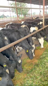 Pregnant and non pregnant heifers are available for sale 0304 2928053 | Captain Dairy Farm