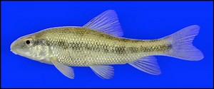 Creek Chubsucker