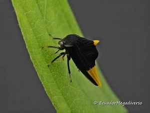 Treehopper from Ecuador feeding on Plant Sap