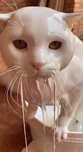 942K views · 3K reactions | Tabby or white? An involuntary makeover inside a messy bucket of paint. #rescue #animals #usareels This video was produced by Network Media and Blue-X Studio | The Imaginary Art Exhibit | Facebook