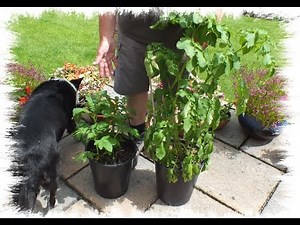 Growing Organic Potatoes in Forest bark and Wood chips experiment Part 3