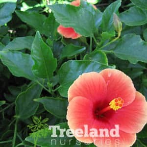 HIBISCUS - FLORIDA SUNSET (Hibiscus rosa-sinensis 'Florida Sunset') - Treeland Nurseries