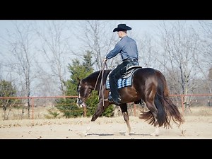 MAKE ME SHINE - Multiple World Champion Stallion