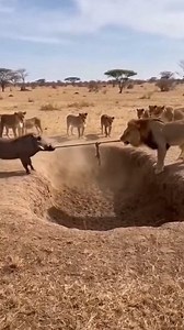 18K reactions · 657 shares | Warthog TRICKS Lion Into Hole!  Funniest Animal Fight Ever! #reel #funny | Rith Kpc | Facebook