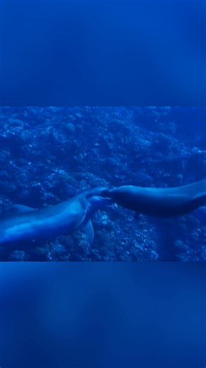 Dolphins form strong same-sex bonds, with widowed males sometimes joining existing male couples. Research shows these relationships contribute to social cohesion and pleasure within their communities. It's a fascinating look into dolphin social dynamics. #DolphinSocial #AnimalBehavior #MarineLife #SameSexBonds #NatureIsAmazing #Wildlife From: Animals Like Us Series 01 Episode 01 | Real Wild